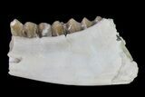 Oligocene Ruminant (Leptomeryx) Jaw Section #73618-1